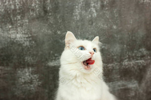 美丽的<strong>白猫</strong>抬起头，舔着灰色的背景。猫在等好吃的饭