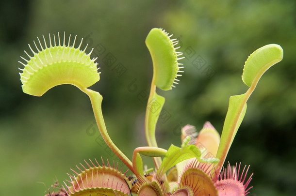 食<strong>虫</strong>植物捕蝇草.