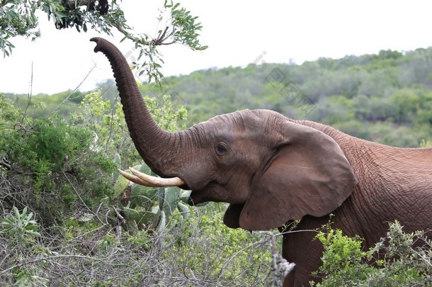 非洲大象与上升的树干