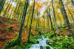 五颜六色的秋林中小溪的华丽景色