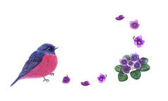 在白色背景上查出的粉红色小知更鸟和中提琴花。可爱的鸟和紫色的花的设计, 贺卡.