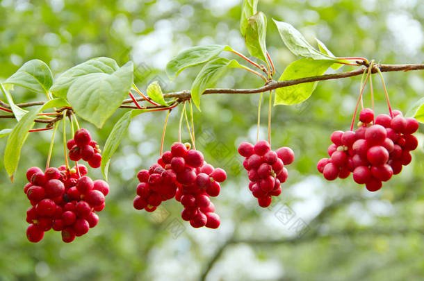 红五味子。集群成熟的五味子。作物的有用植物。红五味子挂在绿树枝上。五味子植物, 枝上有水果。韩国五味子 omija