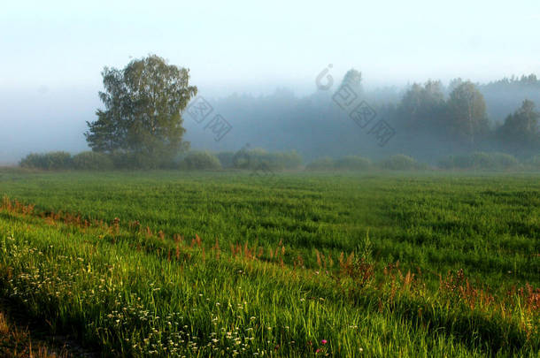 美丽的阳光明媚的夏季全景雾草甸被树木包围在日出