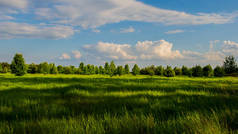 松树和草地的春天的风景