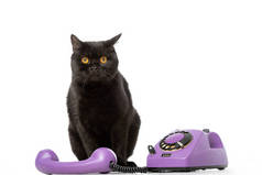 可爱的黑色英国短毛猫猫坐在附近的电话, 看着相机孤立的白色背景 