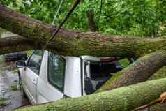 巨型棵倒下的树倒塌和粉碎停着的车，由于严重飓风在莫斯科庭院之一