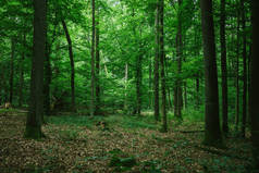 德国夏季美丽的绿色森林