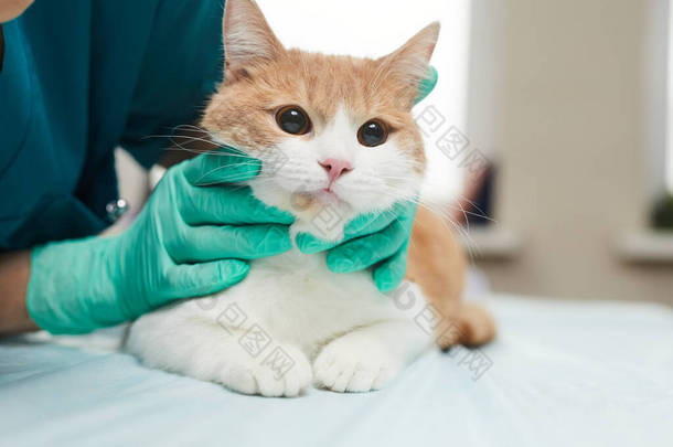 猫在诊所