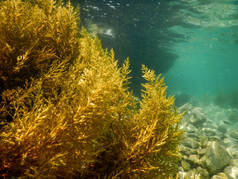 海藻森林，海藻水下，海藻浅水