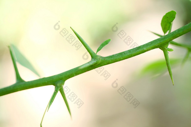 带刺的植物枝