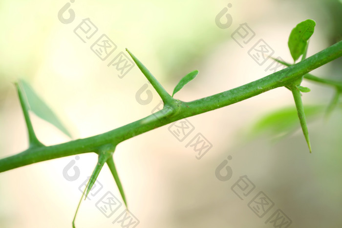 带刺的植物枝图片-包图网企业站