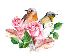 玫瑰，鸟类和羽毛。水彩