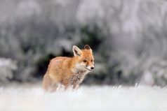 红狐狸在下雪的冬天