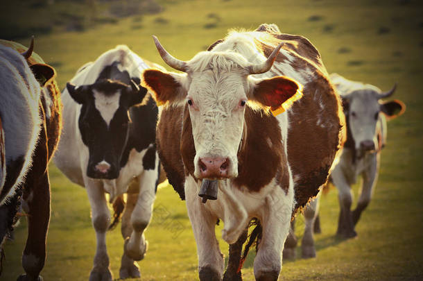 农村地区的奶牛