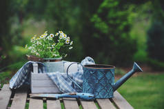 美丽的夏日景色, 甘菊的花束, 质朴的木制托盘和绿色的桌布。园林工作理念.