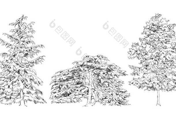 树木，橡木，桦木、 杉木、 松树。素描集合