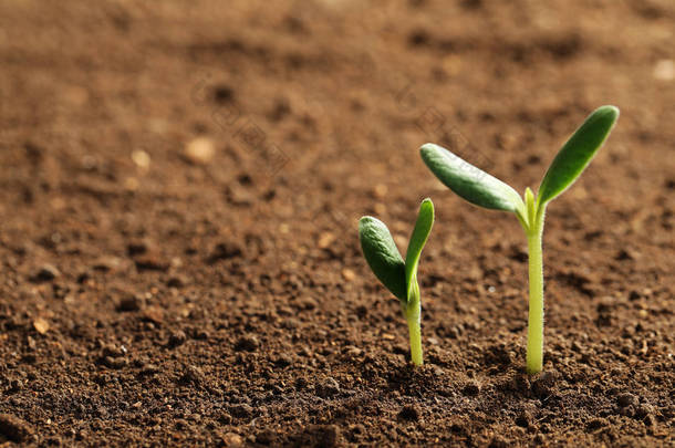 小绿苗生长在土壤中，特写视图。文本<strong>空间</strong>