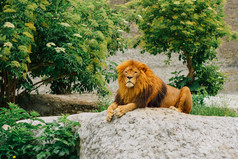 大狮子躺在动物园里的石头.