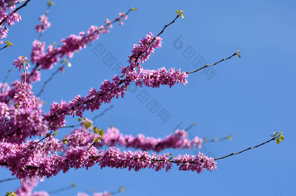 墨西哥紫花树春天的花朵。春季.