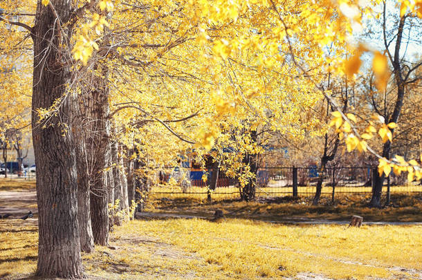 秋天自然。叶子和灌木与黄色叶子在 p
