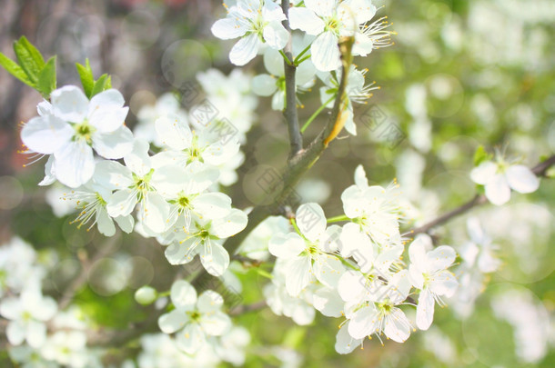 一<strong>朵朵</strong>苹果枝，具模糊和软为关注焦点，背景 