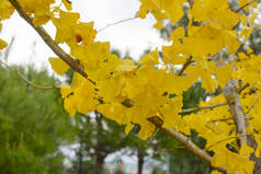 秋天的树叶，树上的黄枫叶