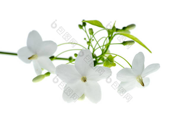 白色背景的水茉莉花的白色花.