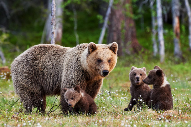 母亲棕色的熊和她的幼崽