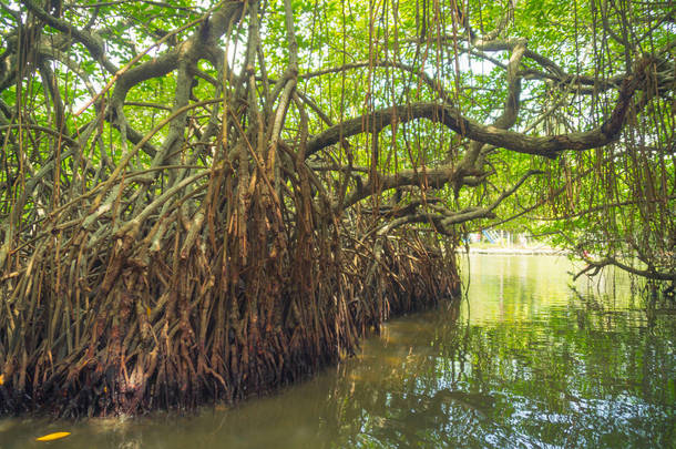 斯里兰卡河上的红树林.