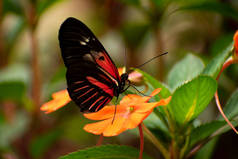 橙花上的红蝴蝶和黑蝴蝶，翅膀缩回