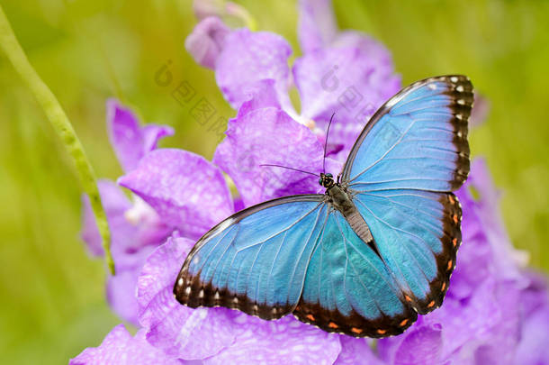 粉红紫罗兰花盛开的莫莫。来自墨西哥的蓝蝴蝶。五颜六色的大<strong>昆虫</strong>在黑暗的热带森林，坐在巨大的绿色假期。美丽的<strong>昆虫</strong>在大自然.
