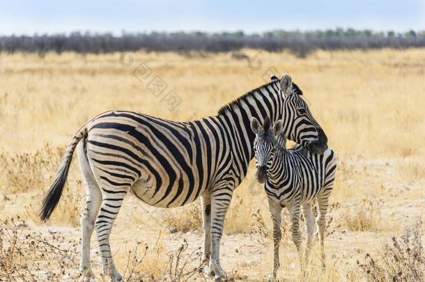 平原斑马在<strong>野生</strong>动物与年轻, 埃托沙国家公园, 纳米比亚, 非洲