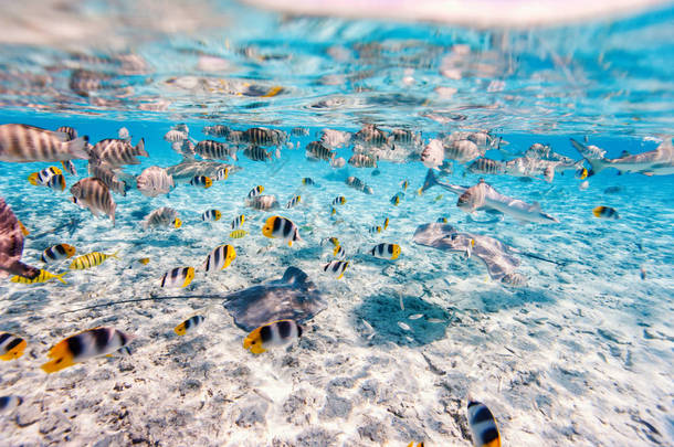 七彩鱼、 黄貂鱼和黑色的凌云寺的鲨鱼水下在波拉波拉岛环礁湖