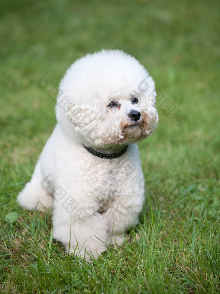 比雄雄犬美丽的白狗在绿色的草坪前立式框架图片-包图网企业站