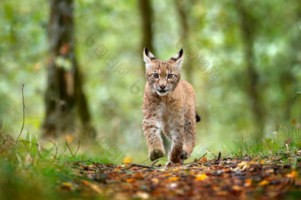 年轻的山猫在绿色森林。大自然的野生动物场景。漫步欧亚山猫, 动物行为在栖息地。来自德国的野生猫幼崽。野生山猫之间的树木。秋草狩猎食肉动物.