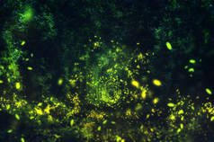 野森林里的萤火虫。著名的浪漫的地方叫图恩