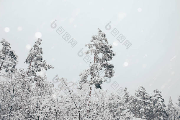 冬林和模糊的雪花落雪的风景