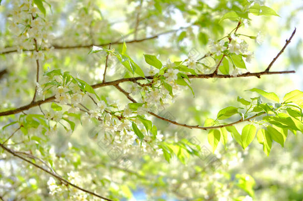 <strong>野</strong>喜玛拉雅沙库拉樱花。 盛开的白花