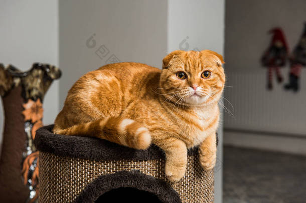 苏格兰折叠红猫在猫<strong>房子</strong>