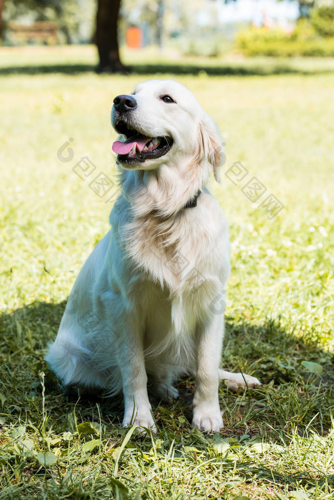 滑稽的金黄猎犬坐在草在公园和黏附舌头