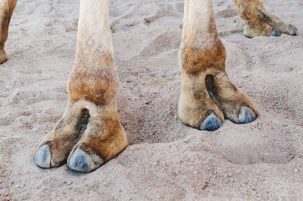 蹄上的一只骆驼，爪子特写