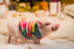可爱的微笑粉红色的小猪, 背景模糊