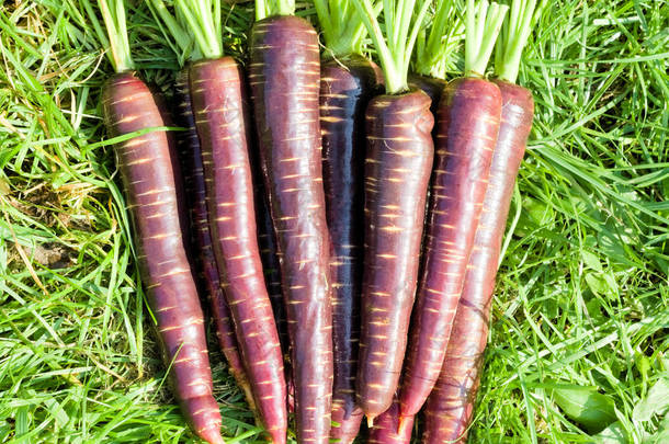 在花园里的草地上新鲜收获的深紫色胡萝卜