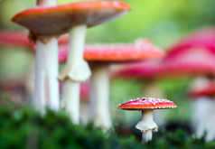 Amanita muscaria，森林里的毒菌.