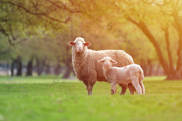好奇的小羊羔站在旁边看着绵羊。日出温暖的光在美丽的草地上