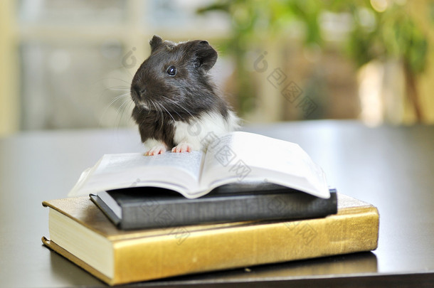 豚鼠阅读
