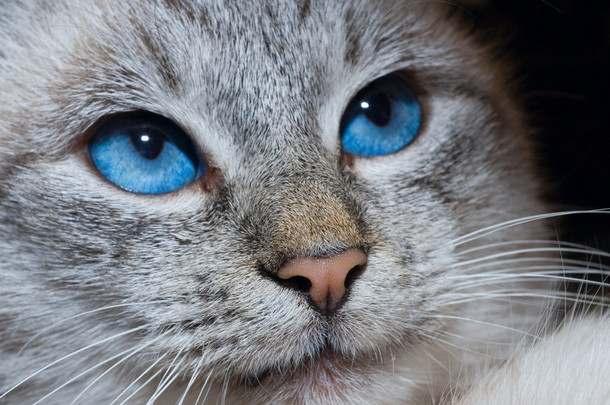 深蓝色的眼睛的猫