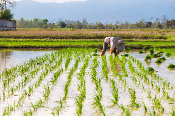 稻田种植场与劳动力