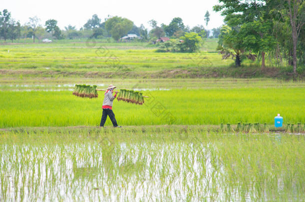 泰国农民在稻田里种植水稻.