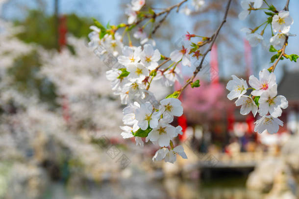 春暖花开春花盛开的武汉东湖<strong>樱花</strong>花园